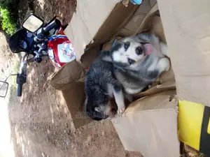 0-1 month Male Purebred Siberian Husky