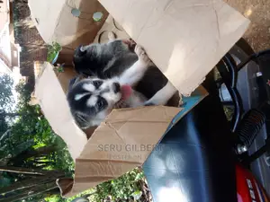 0-1 month Male Purebred Siberian Husky