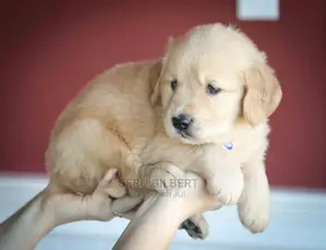 0-1 month Male Purebred Golden Retriever