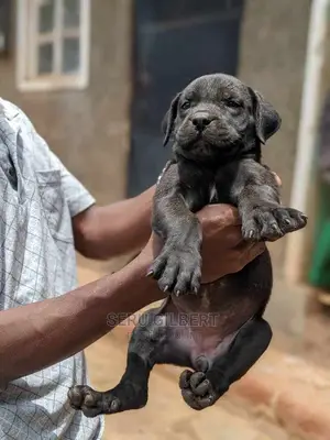 0-1 month Male Purebred Boerboel