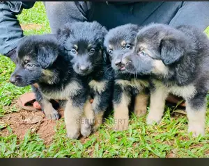1-3 months Male Purebred German Shepherd