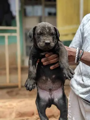 1-3 months Male Purebred Boerboel
