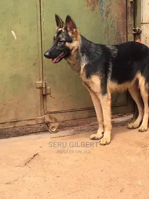 3-6 months Male Purebred German Shepherd