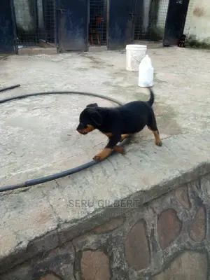 1-3 months Male Purebred Rottweiler