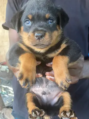 1-3 months Male Purebred Rottweiler