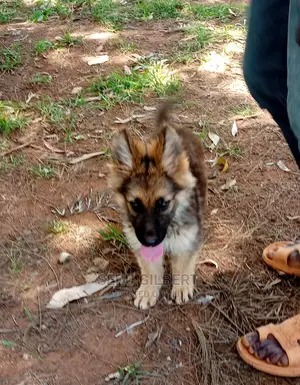 1-3 months Male Purebred German Shepherd
