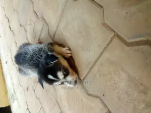 0-1 month Male Purebred Siberian Husky