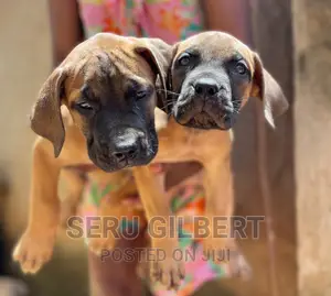 3-6 months Female Purebred Boerboel