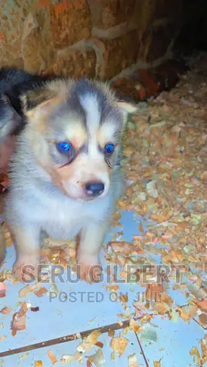 1-3 months Male Purebred Siberian Husky
