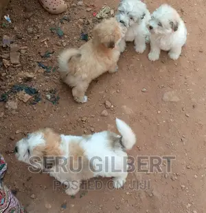 0-1 month Male Purebred Maltese