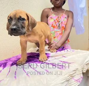 1-3 months Male Purebred Boerboel