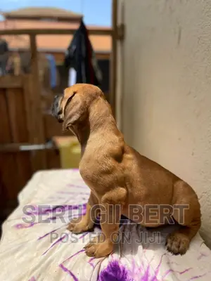 1-3 months Male Purebred Boerboel