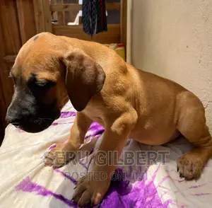 0-1 month Male Purebred Boerboel