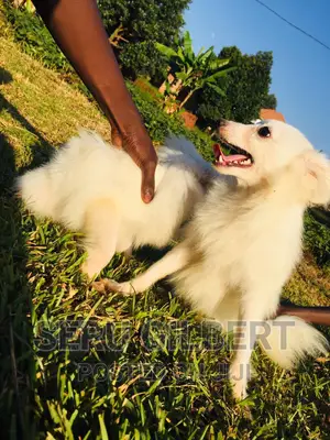 1-3 months Male Purebred Japanese Spitz