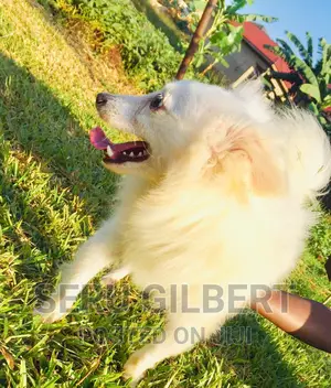 1-3 months Male Purebred Japanese Spitz
