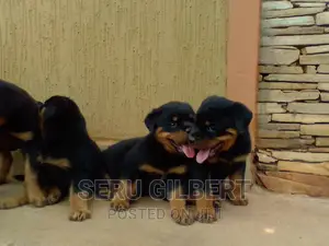0-1 month Male Purebred Rottweiler