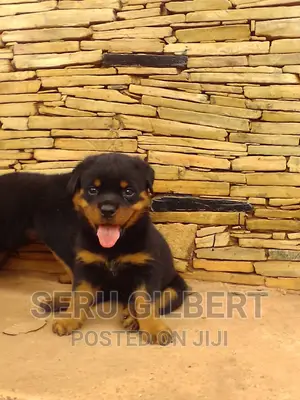 0-1 month Male Purebred Rottweiler