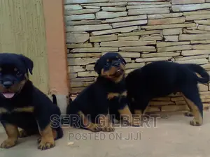 1-3 months Male Purebred Rottweiler