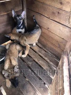 3-6 months Male Purebred German Shepherd