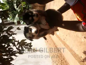 0-1 month Male Purebred Siberian Husky