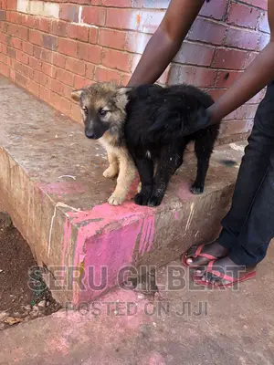 0-1 month Male Purebred German Shepherd