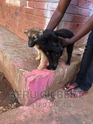 0-1 month Male Purebred German Shepherd