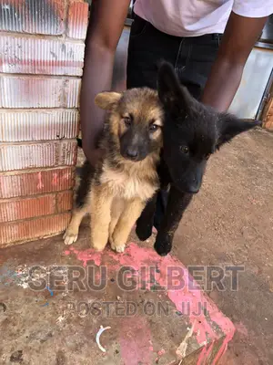 0-1 month Male Purebred German Shepherd