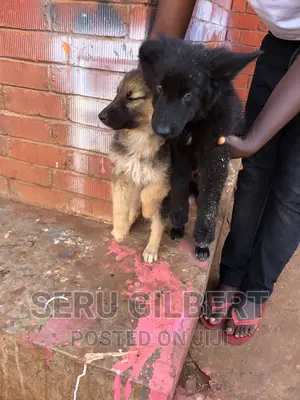 3-6 months Male Purebred German Shepherd