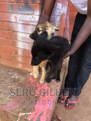 1-3 months Male Purebred German Shepherd