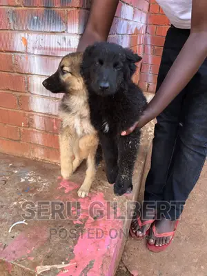 0-1 month Male Purebred German Shepherd