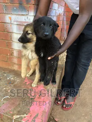 3-6 months Male Purebred German Shepherd