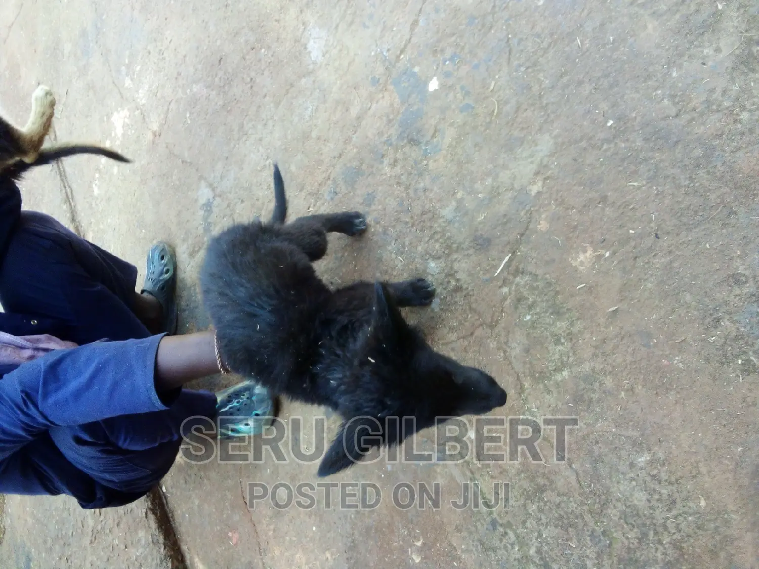 0-1 month Male Purebred German Shepherd