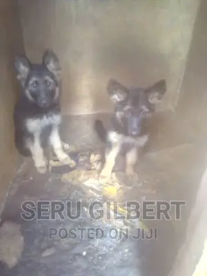 0-1 month Male Purebred German Shepherd