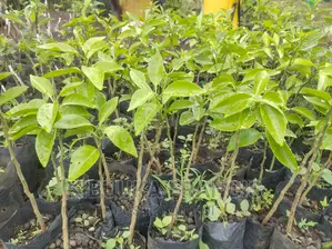 Pixie Orange Seedlings for Sale