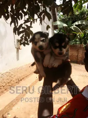 0-1 month Male Purebred Siberian Husky