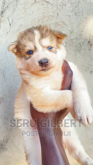 0-1 month Male Purebred Siberian Husky