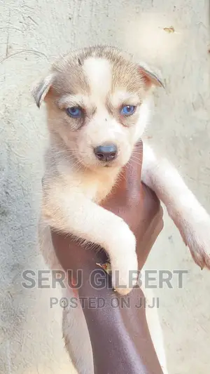 0-1 month Male Purebred Siberian Husky