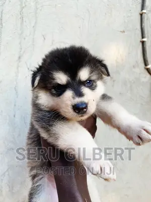 3-6 months Male Purebred Siberian Husky