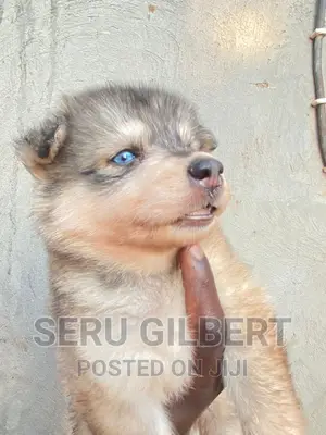0-1 month Male Purebred Siberian Husky