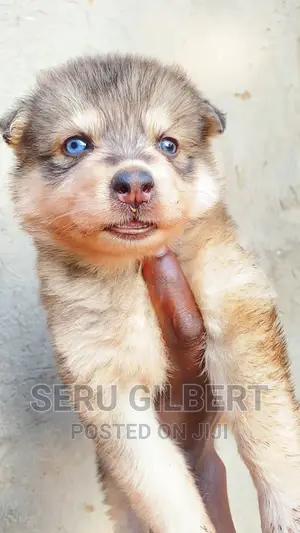 1-3 months Male Purebred Siberian Husky