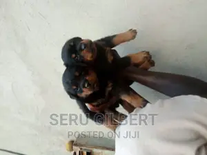 1-3 months Male Purebred Rottweiler
