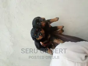 0-1 month Male Purebred Rottweiler