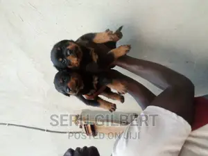 1-3 months Male Purebred Rottweiler