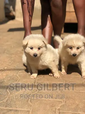 0-1 month Male Purebred Japanese Spitz