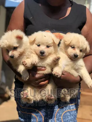 1-3 months Female Purebred Japanese Spitz
