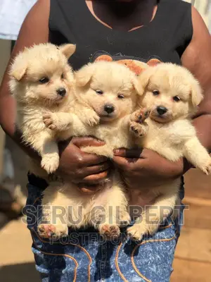 1-3 months Male Purebred Japanese Spitz