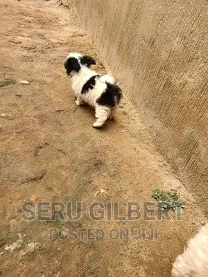 0-1 month Male Purebred Maltese