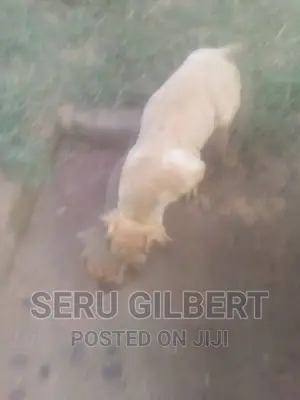 0-1 month Male Purebred Boerboel