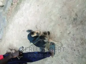 3-6 months Female Purebred German Shepherd