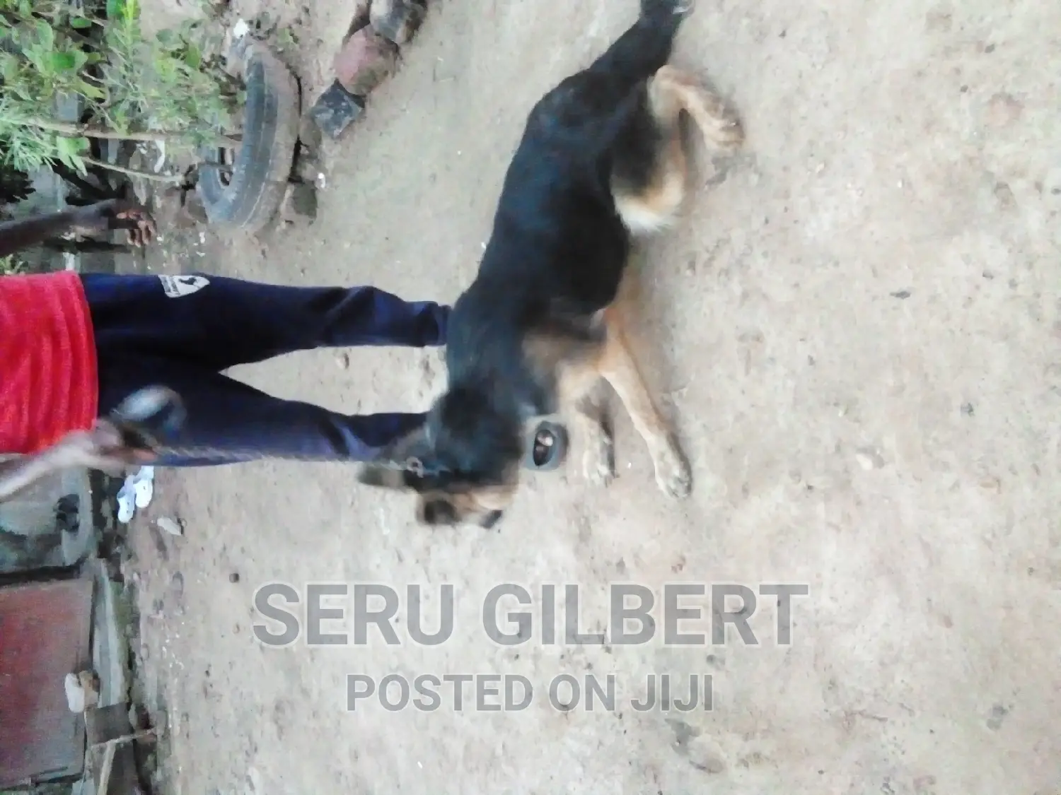 6-12 months Female Purebred German Shepherd